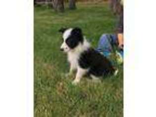 Border Collie Puppy for sale in Honeyville, UT, USA