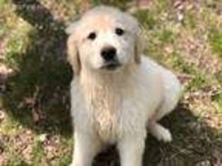 Mutt Puppy for sale in Woodruff, WI, USA