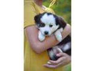 Miniature Australian Shepherd Puppy for sale in Jay, FL, USA
