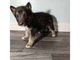 Mutt Puppy for sale in Mineral Point, MO, USA
