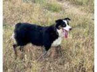 Australian Shepherd Puppy for sale in Amboy, IL, USA