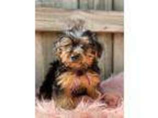 Yorkshire Terrier Puppy for sale in Paducah, KY, USA