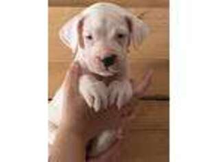Dogo Argentino Puppy for sale in Raymond, NH, USA
