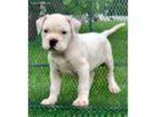 American Bulldog Puppy for sale in Gurnee, IL, USA