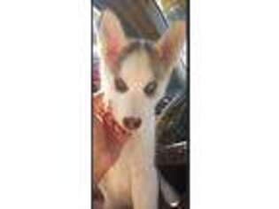 Siberian Husky Puppy for sale in Newmanstown, PA, USA