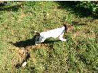 German Shorthaired Pointer Puppy for sale in Wayne, NJ, USA