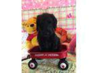 Labradoodle Puppy for sale in Columbia, SC, USA