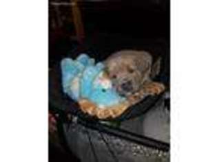 Cane Corso Puppy for sale in Newport News, VA, USA