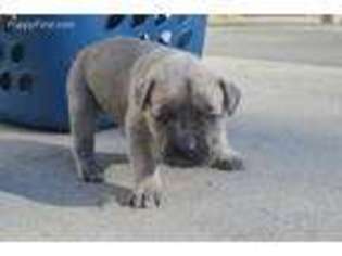 Cane Corso Puppy for sale in Columbus, NE, USA