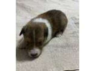 Shetland Sheepdog Puppy for sale in Gulfport, MS, USA