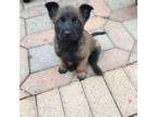 Belgian Malinois Puppy for sale in Waukegan, IL, USA