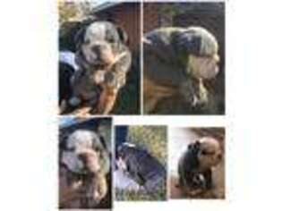 Olde English Bulldogge Puppy for sale in Shreveport, LA, USA
