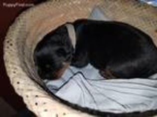 Rottweiler Puppy for sale in Peoria, AZ, USA