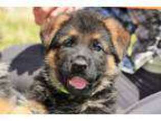 German Shepherd Dog Puppy for sale in Afton, TN, USA