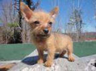 Chorkie Puppy for sale in DERRY, NH, USA