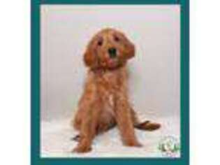 Mutt Puppy for sale in Ontario, OR, USA