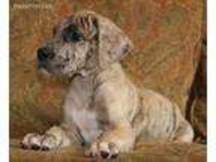 Great Dane Puppy for sale in Overbrook, KS, USA
