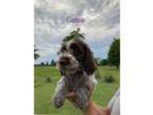 Wirehaired Pointing Griffon Puppy for sale in Houston, MS, USA