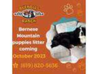 Bernese Mountain Dog Puppy for sale in El Cajon, CA, USA