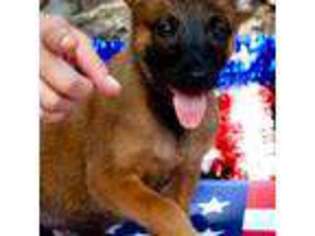 Belgian Malinois Puppy for sale in Waxhaw, NC, USA