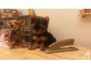 Yorkshire Terrier Puppy for sale in BROKEN BOW, OK, USA