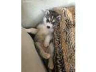 Siberian Husky Puppy for sale in Barnegat, NJ, USA