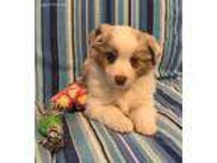 Miniature Australian Shepherd Puppy for sale in Cedar Grove, TN, USA