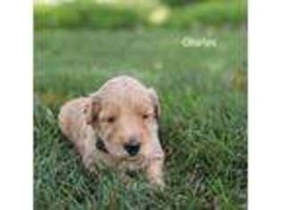 Goldendoodle Puppy for sale in Sturgis, MI, USA