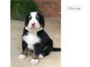 Bernese Mountain Dog Puppy for sale in Greenville, SC, USA