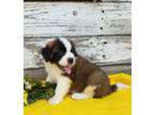Saint Bernard Puppy for sale in Dundee, OH, USA