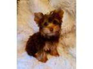 Yorkshire Terrier Puppy for sale in Wilmington, OH, USA