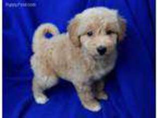 Mutt Puppy for sale in Jackson, TN, USA