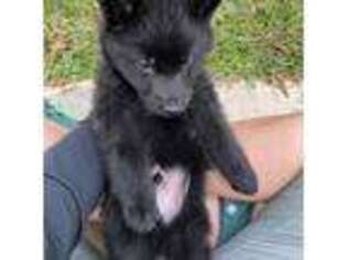 German Shepherd Dog Puppy for sale in Dickinson, TX, USA
