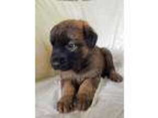 Mastiff Puppy for sale in Harriet, AR, USA