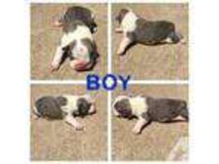 Bulldog Puppy for sale in DAYTON, OH, USA