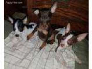 Miniature Pinscher Puppy for sale in Kountze, TX, USA