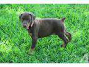 Doberman Pinscher Puppy for sale in CORINTH, MS, USA