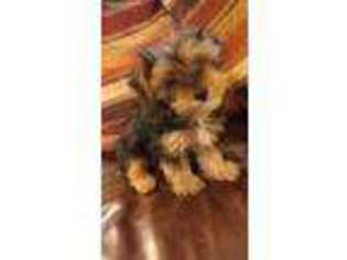 Yorkshire Terrier Puppy for sale in Shelby, AL, USA