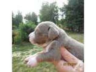 Beagle Puppy for sale in LOGANSPORT, KY, USA