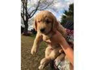 Golden Retriever Puppy for sale in Minnetonka, MN, USA