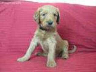 Goldendoodle Puppy for sale in Hammond, WI, USA