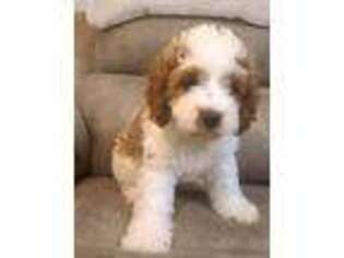 Cavapoo Puppy for sale in West Union, OH, USA