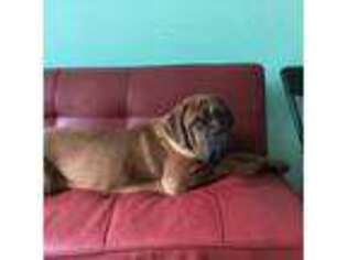 American Bull Dogue De Bordeaux Puppy for sale in Edward, NC, USA