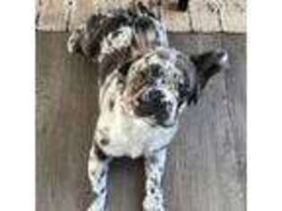 French Bulldog Puppy for sale in Niles, IL, USA