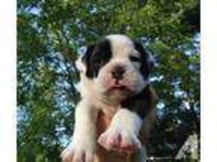 Olde English Bulldogge Puppy for sale in EAU CLAIRE, WI, USA