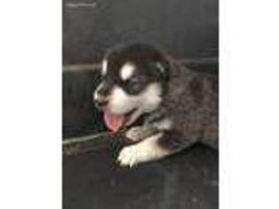 Alaskan Malamute Puppy for sale in Albion, MI, USA