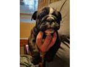 Bulldog Puppy for sale in Chandler, IN, USA