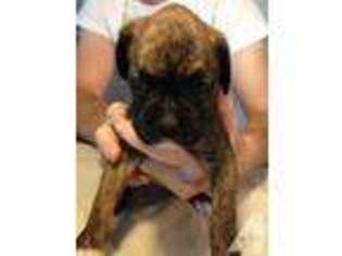 Boxer Puppy for sale in BLOUNTS CREEK, NC, USA