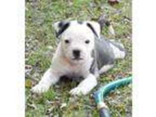 American Bulldog Puppy for sale in Duncanville, TX, USA