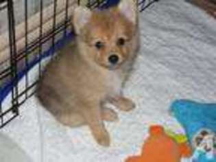 Pomeranian Puppy for sale in SEFFNER, FL, USA